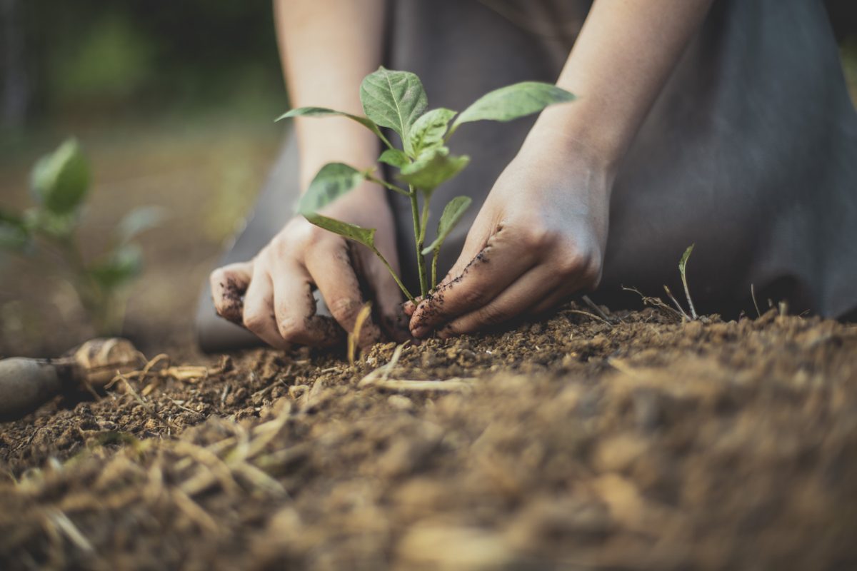 Close up of person planting a tree in soil